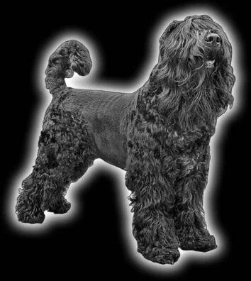 Imgi 19 Dog 354x396x0x0x354x396x1724656616