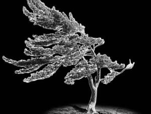 Imgi 87 Tree 708x662x0x62x708x536x1724656624 300x227